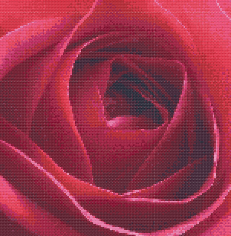 Red rose of San Marco